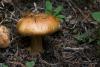 cortinarius-glaucopus-01_t1.jpg