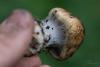 cortinarius-glaucopus-04_t1.jpg