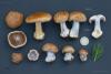 cortinarius-glaucopus-05_t1.jpg