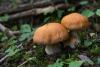 cortinarius-multiformis-01_t1_1.jpg