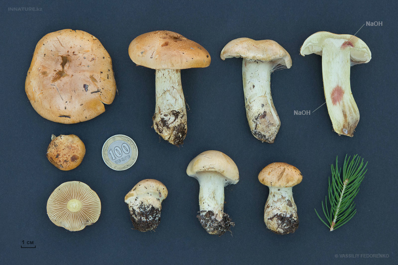 cortinarius-percomis-01_2.jpg