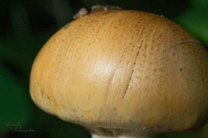 cortinarius-percomis-03.jpg