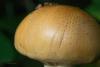 cortinarius-percomis-03_t1.jpg