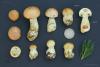 cortinarius-percomis-04_t1.jpg