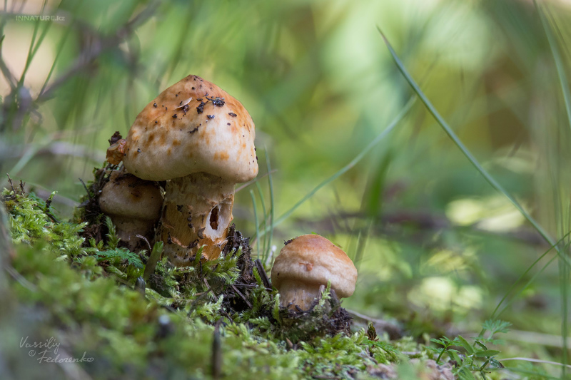cortinarius-trivialis-01.jpg