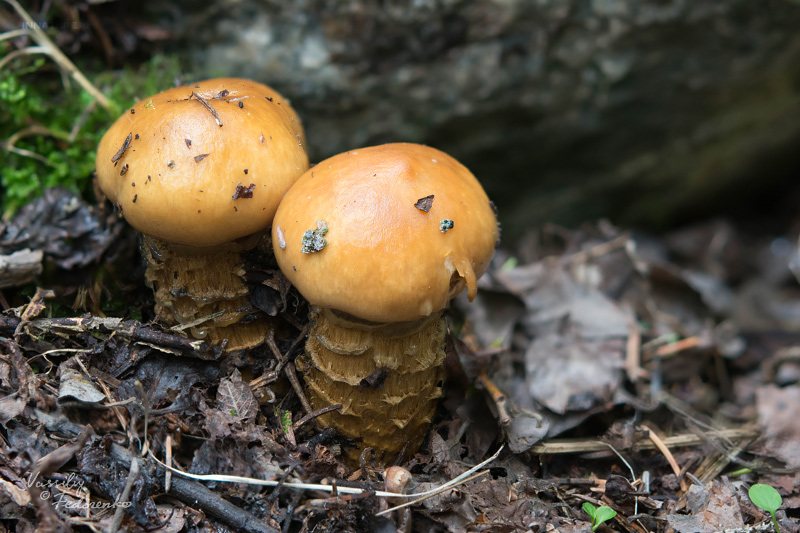 cortinarius-trivialis-01_1.jpg