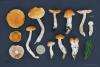 cortinarius-vibratilis_t1.jpg