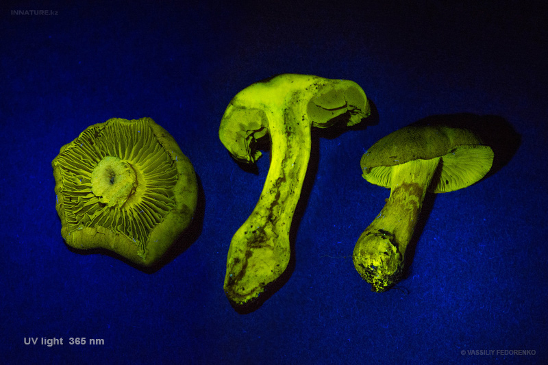 cortinarius_01.jpg