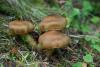 cortinarius_03_t1.jpg