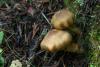 cortinarius_04_t1.jpg