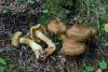 cortinarius_05_t1.jpg