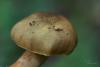 cortinarius_06_t1.jpg