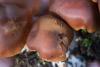 cortinarius_09_t1.jpg