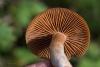 cortinarius_12_t1.jpg