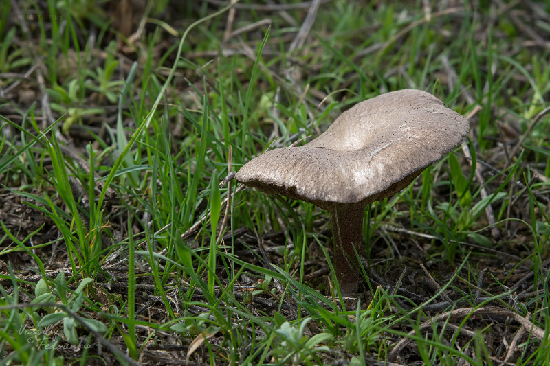 entoloma-01.jpg