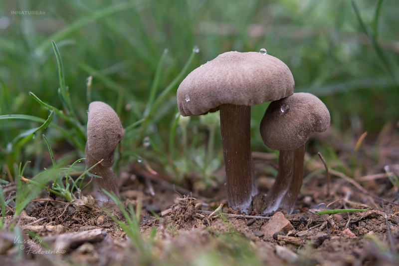 entoloma-01_1.jpg