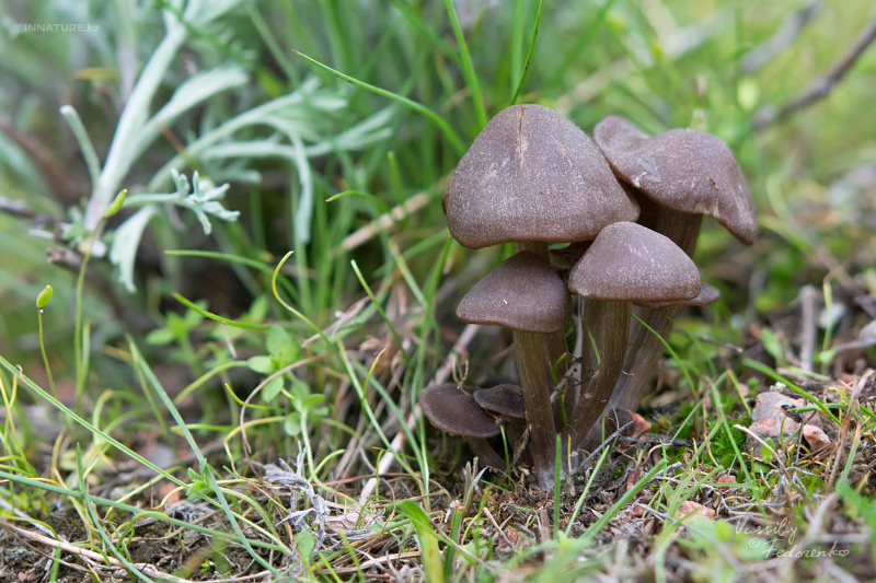 entoloma-02-2.jpg