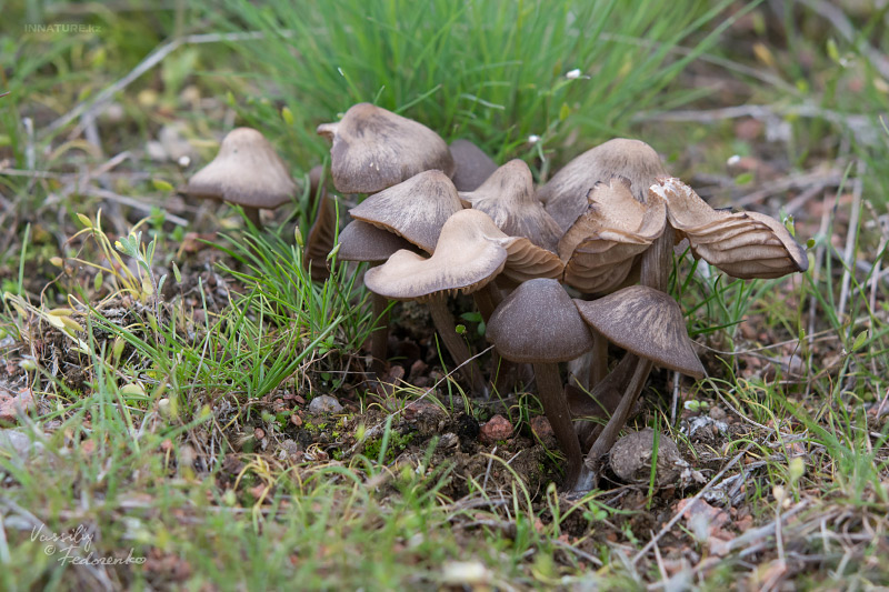 entoloma-02-4.jpg