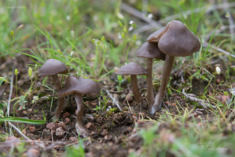 entoloma-02-5.jpg