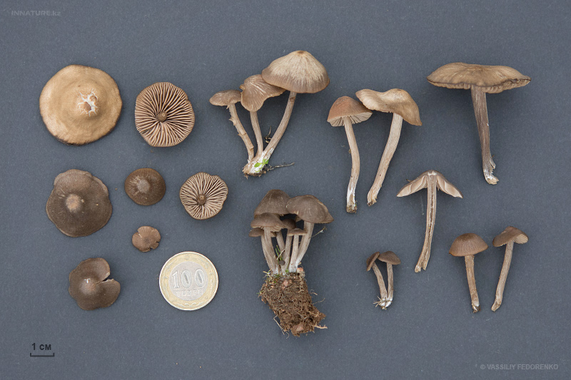 entoloma-02-6.jpg