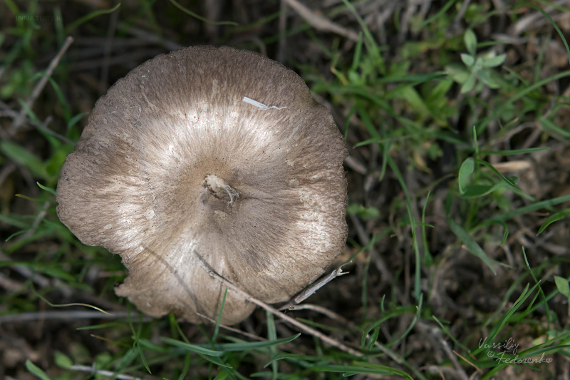 entoloma-02.jpg