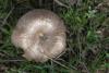 entoloma-02_t1.jpg