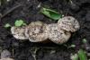 entoloma-02_t1_1.jpg