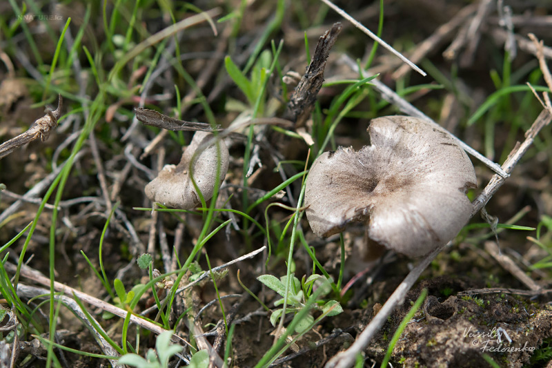 entoloma-04.jpg