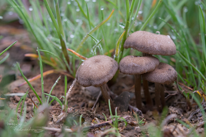 fungi-01.jpg