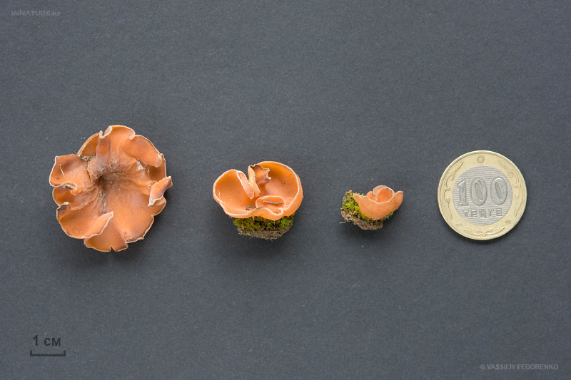 fungi-01_1.jpg