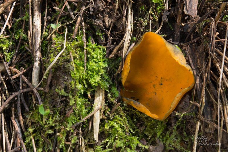 fungi-01_2.jpg