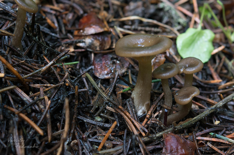 fungi-01_4.jpg