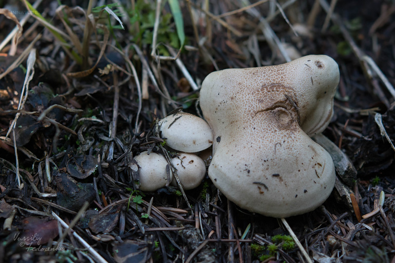 fungi-01_7.jpg