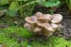 fungi-01_t1_3.jpg