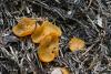 fungi-01_t1_5.jpg