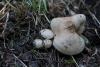 fungi-01_t1_7.jpg