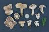 fungi-01_t1_8.jpg