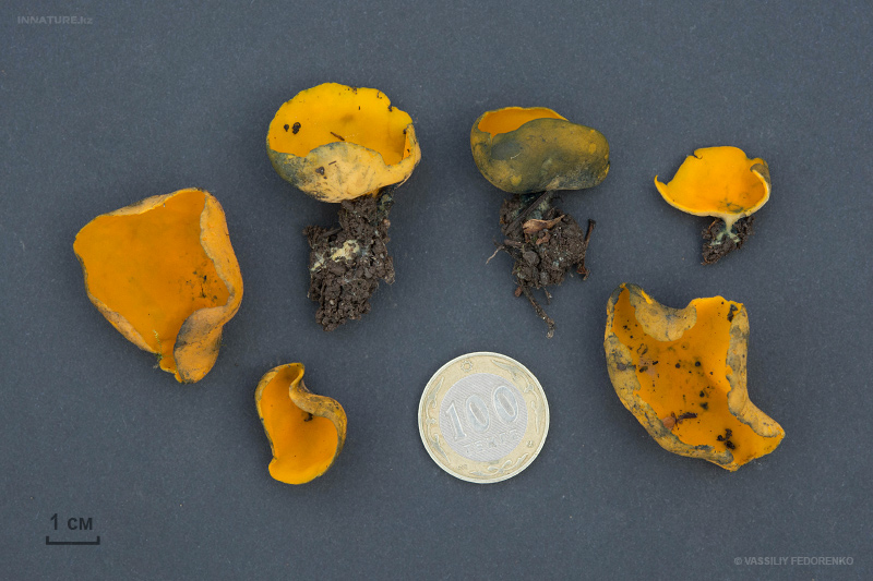 fungi-02_1.jpg