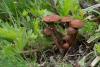 fungi-02_t1.jpg