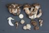 fungi-02_t1_2.jpg