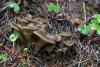 fungi-02_t1_3.jpg