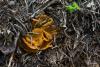 fungi-02_t1_4.jpg