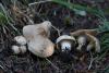 fungi-02_t1_6.jpg