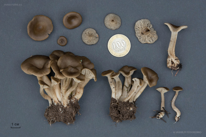 fungi-03.jpg