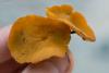 fungi-03_t1_1.jpg