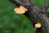 fungi-03_t1_2.jpg