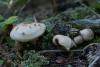 fungi-03_t1_3.jpg