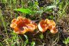 fungi-04_t1.jpg