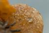 fungi-04_t1_1.jpg