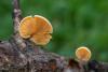 fungi-04_t1_2.jpg